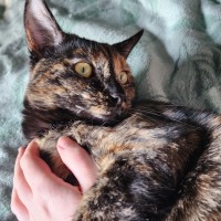 Photo of Honey