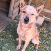 Photo of Jibble