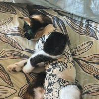Photo of Chispita