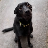 Photo of Whisper