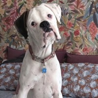 Photo of Odie