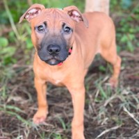Photo of Reese