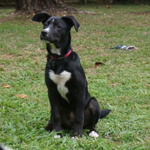 Wren - Australian Kelpie x Border Collie Dog