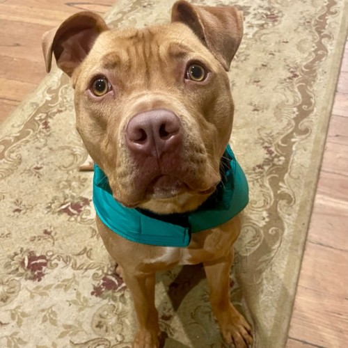 Peppi - American Staffordshire Terrier Dog