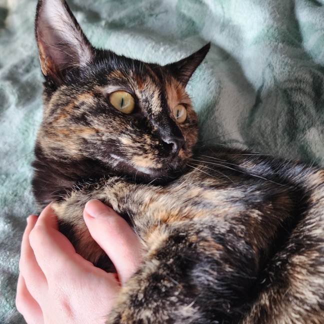 Photo of Honey