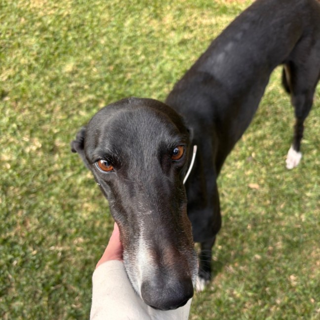 Photo of Macca