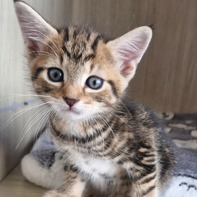 Photo of C1510 Stevie