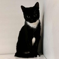 Photo of Martina Hingis **2nd Chance Cat Rescue**