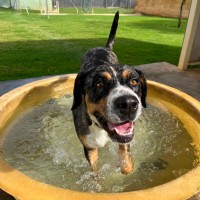 Photo of Houla