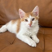 Photo of Rufus