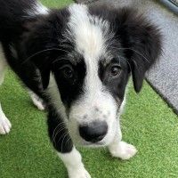 Photo of D1259 Ollie