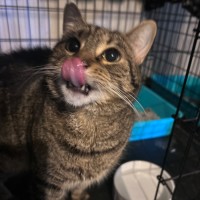 Photo of Mishka 