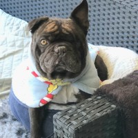 Photo of Frankie The One Eyed Frenchie