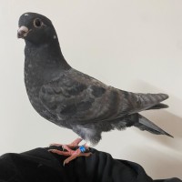 Photo of Khadra