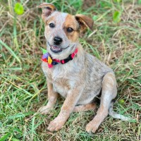 Photo of Gidget