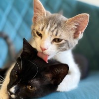 Photo of Daisy Mae & Frankie ^Dandy Cat Rescue^