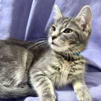 Photo of Velour