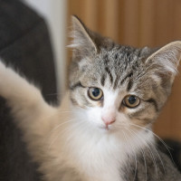 Photo of Tabby Mc Tat