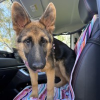 Photo of Alfie