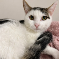 Photo of Mozzy