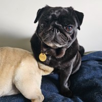 Photo of Dimple & Freckle