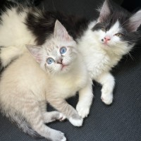 Photo of Pearl And Marble