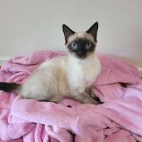Photo of Cookie