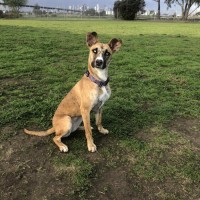 Photo of Zippy