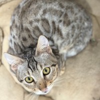 Photo of Snow Leopard