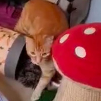 Photo of Red