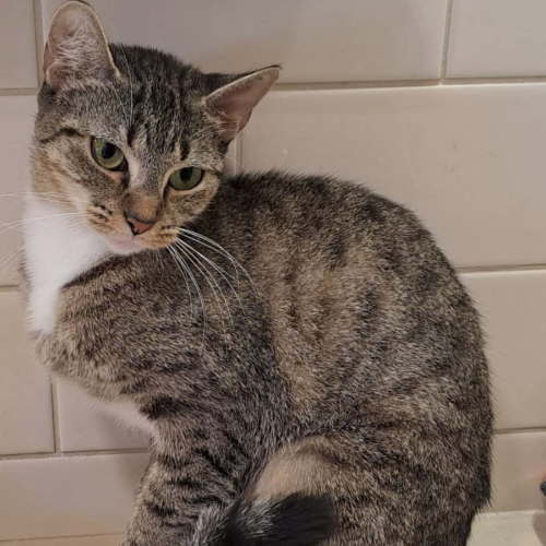 Trudy - Domestic Short Hair (DSH) Cat