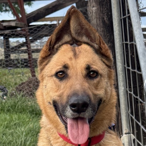 Maple - German Shepherd Dog