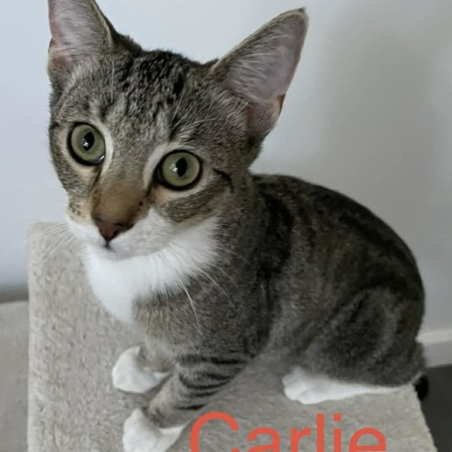 Carlie 🥰 - Domestic Short Hair (DSH) Cat
