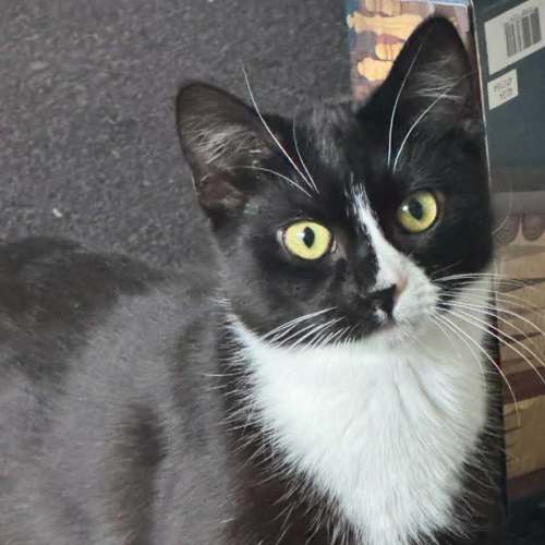 Morgan *9 Lives Project Rescue* - Domestic Short Hair (DSH) Cat