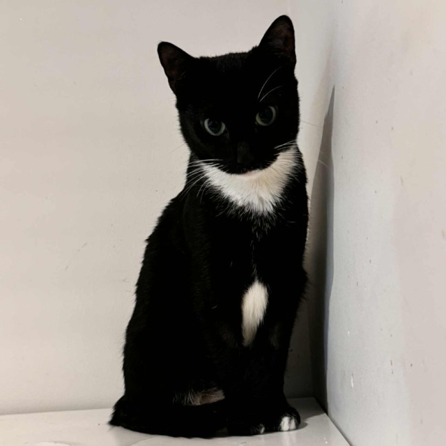 Photo of Martina Hingis **2nd Chance Cat Rescue**