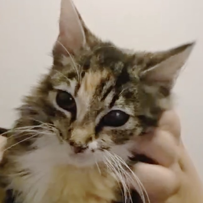 Photo of Callie