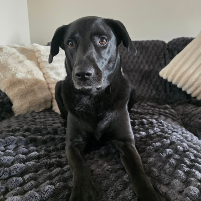 Photo of Chewie