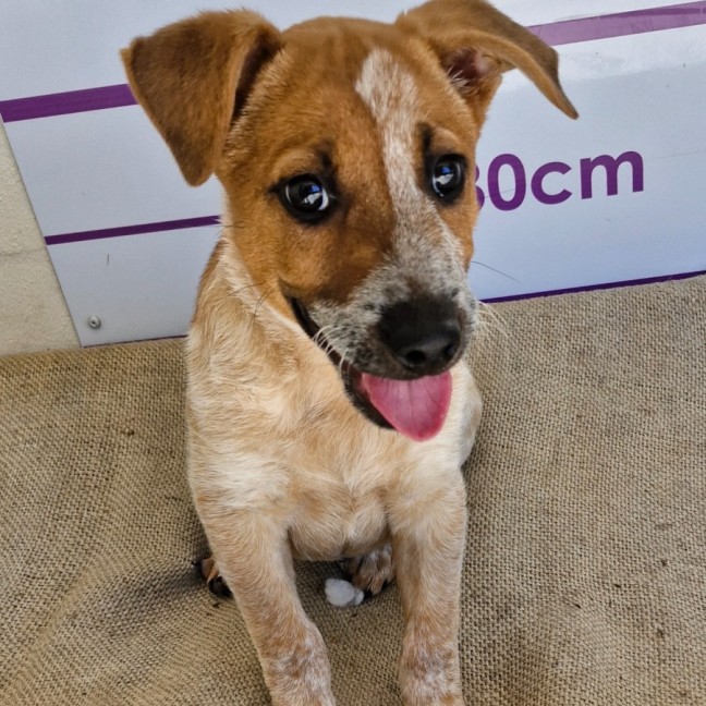 Photo of D1060 Nudge