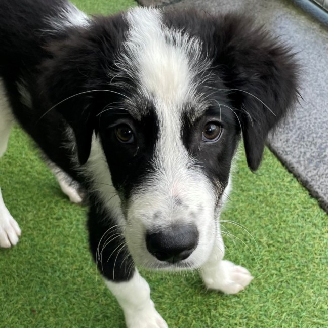 Photo of D1259 Ollie