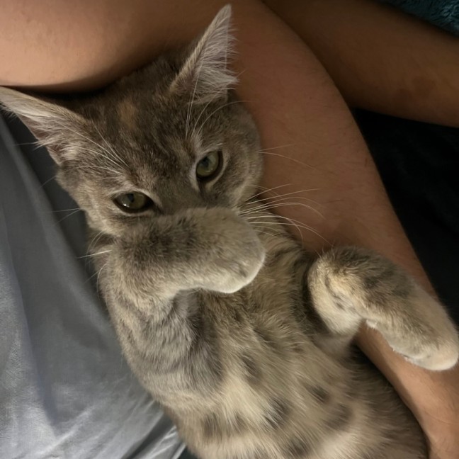 Photo of Tonka