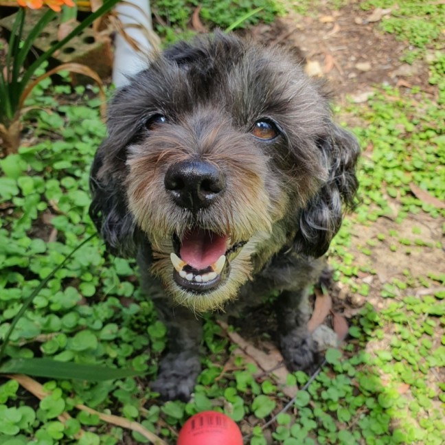Photo of Bramble