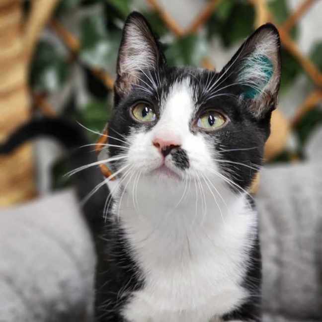 Photo of 🎀 Snapple 5746 🎀