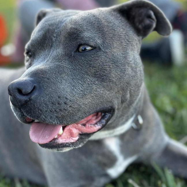 Photo of Stacey (Stax)