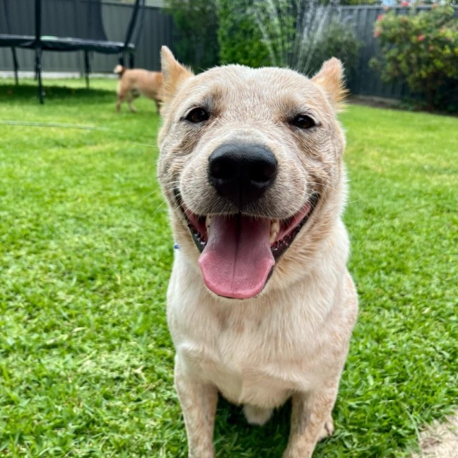 Photo of Jester   3yo Cattle Dog X 