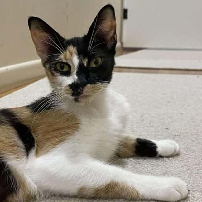 Photo of Charm