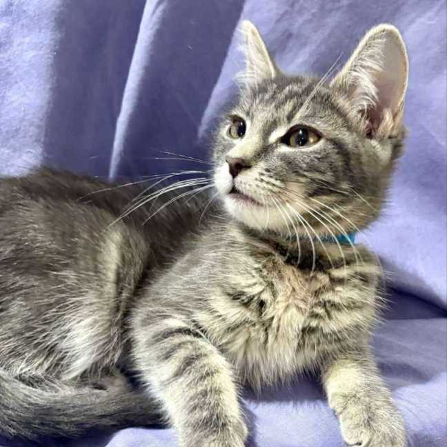 Photo of Velour