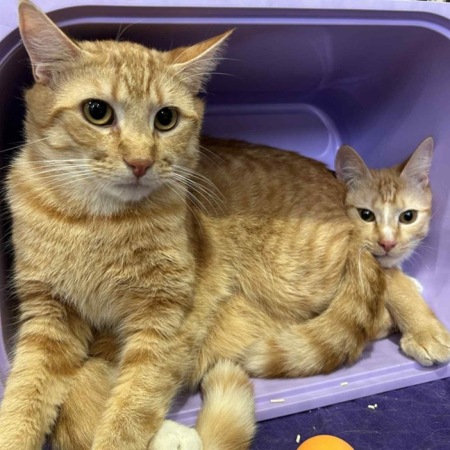 Photo of Jimbo & Samson 