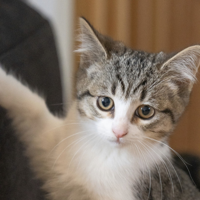 Photo of Tabby Mc Tat