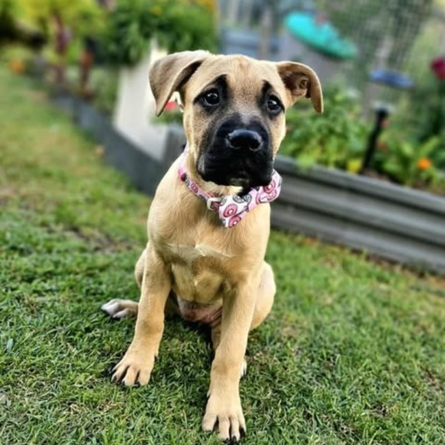 Photo of Coco