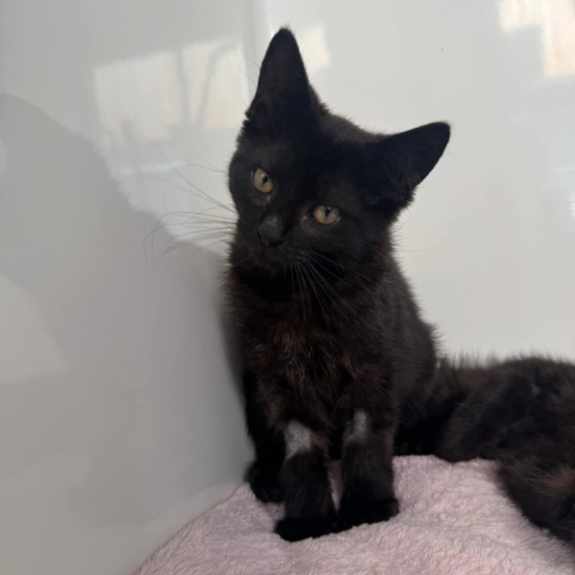 Photo of Betty   In Foster Care In Ashburton